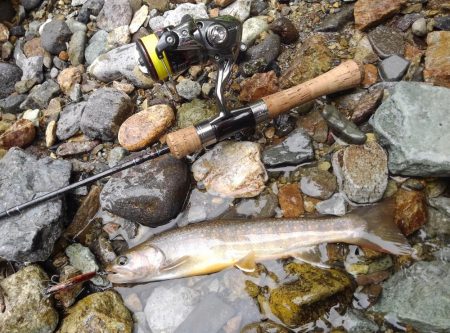 今シーズン初の尺イワナ